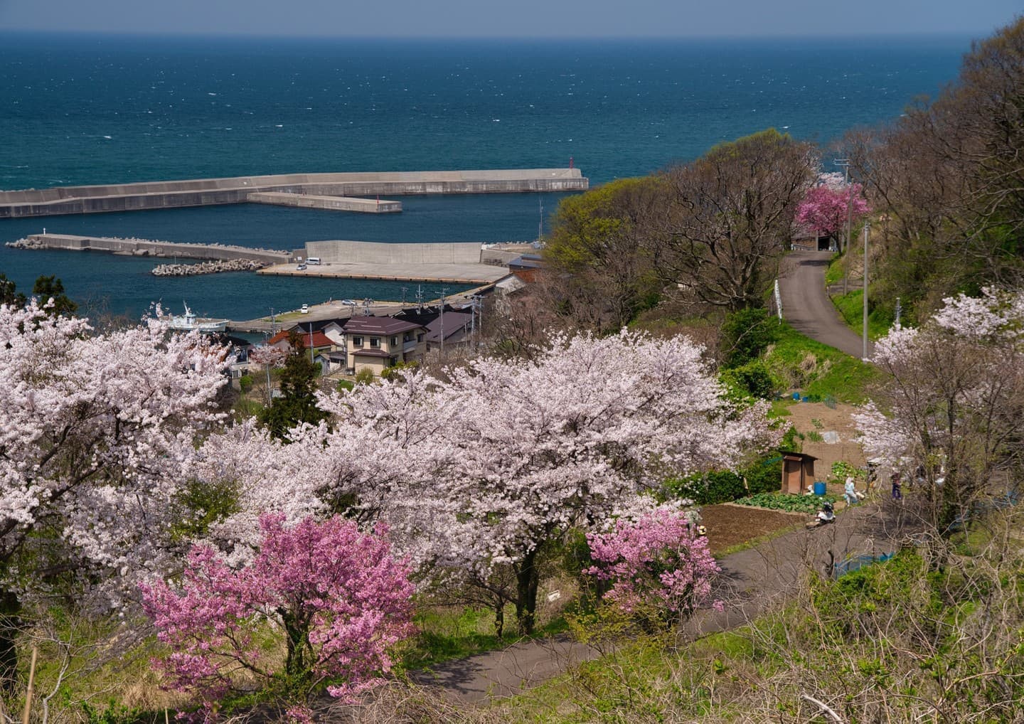 小泊の桜並木