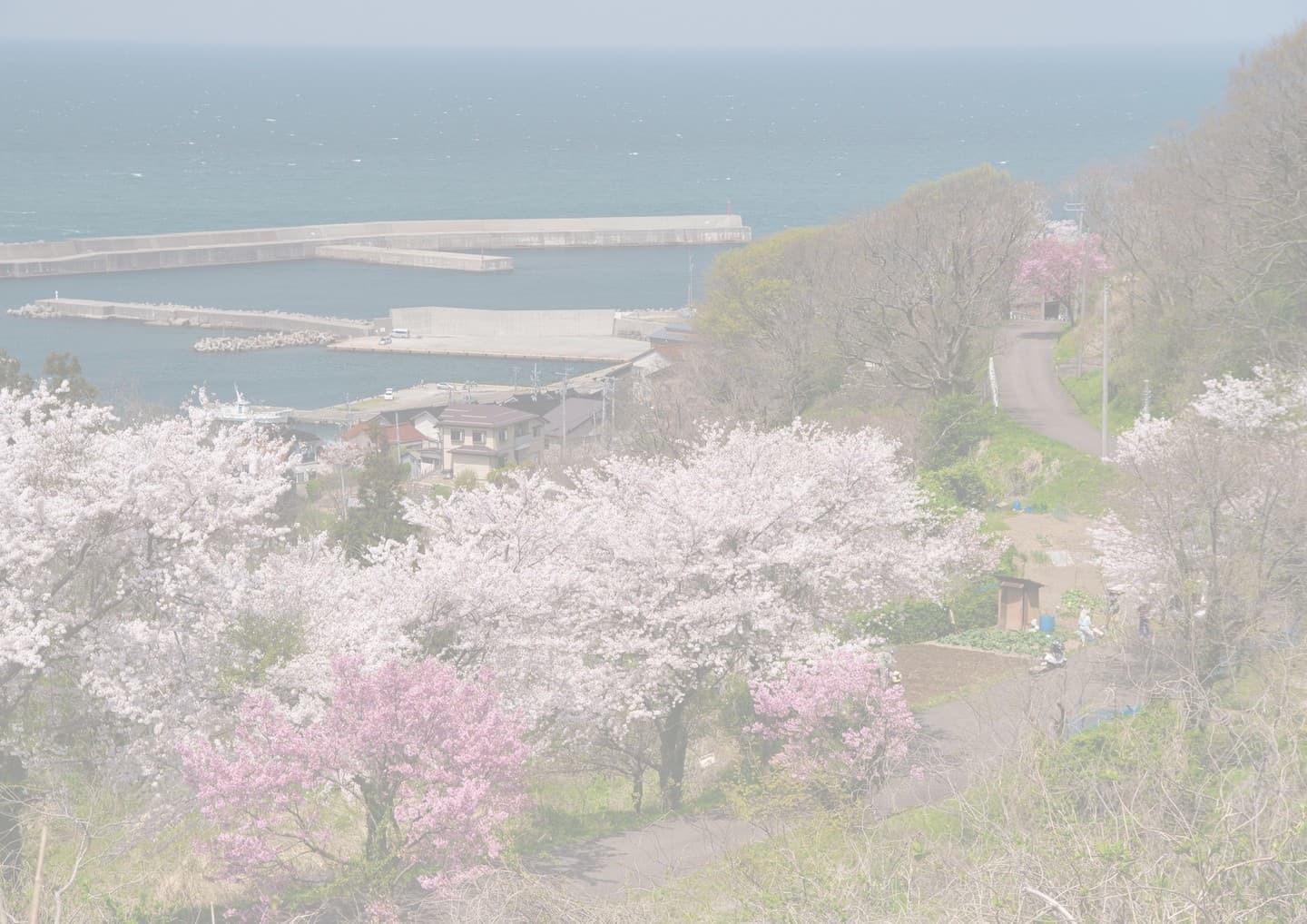 小泊の桜並木