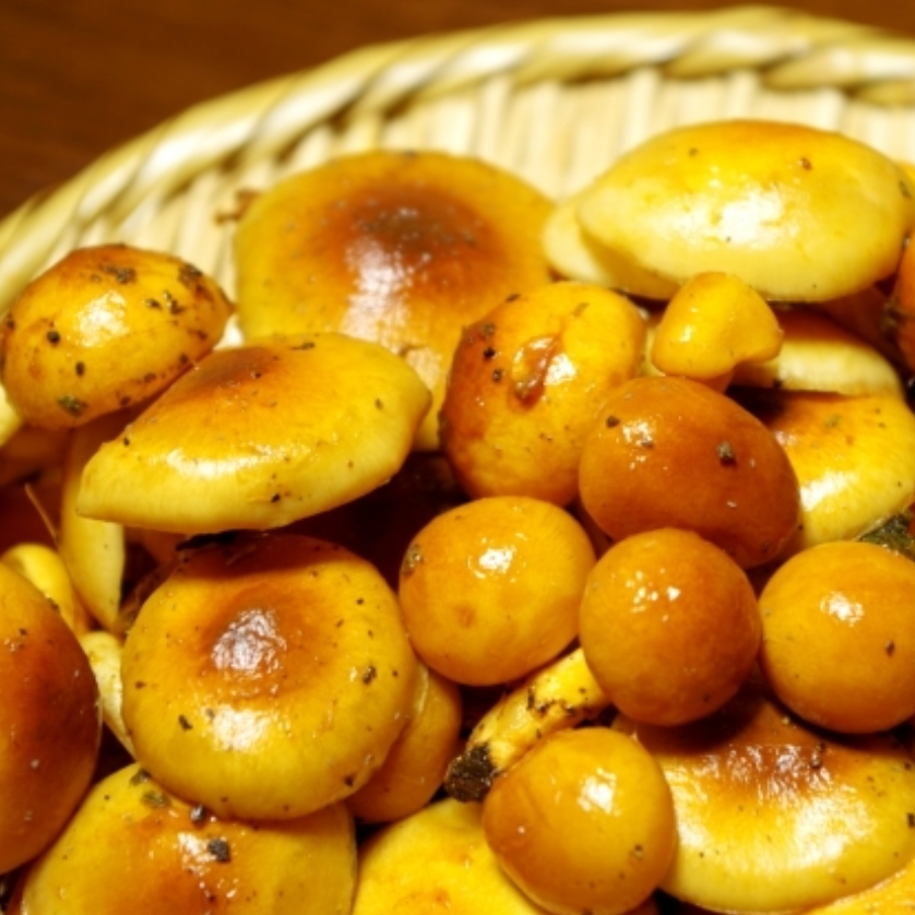 なめこ(地域栽培)