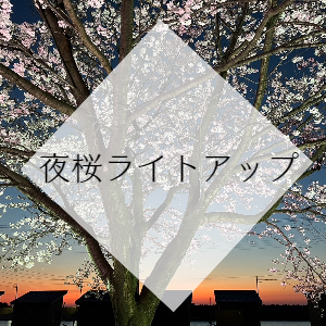 夜桜ライトアップ