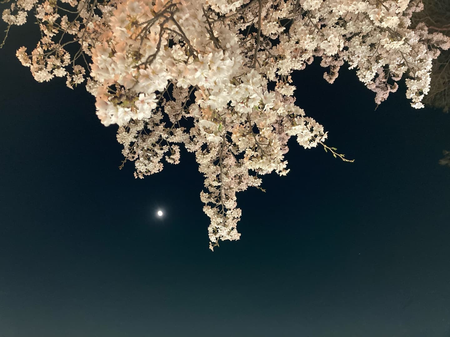 小泊の夜桜