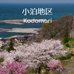 小泊地区