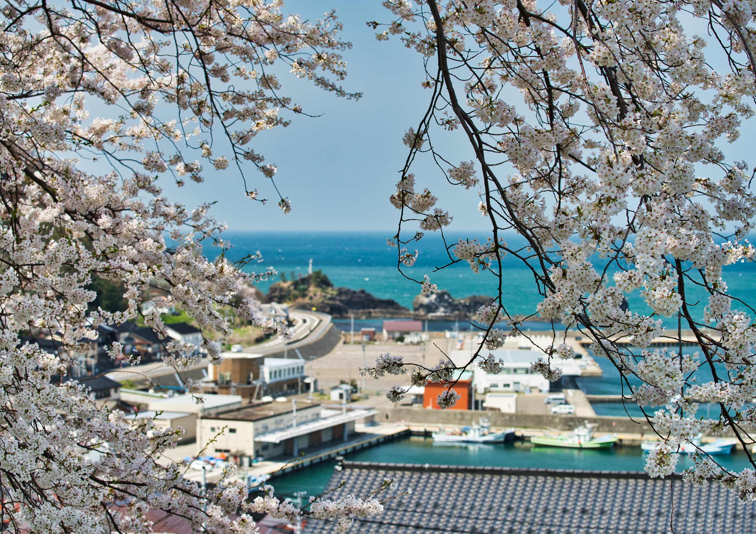 小泊の春