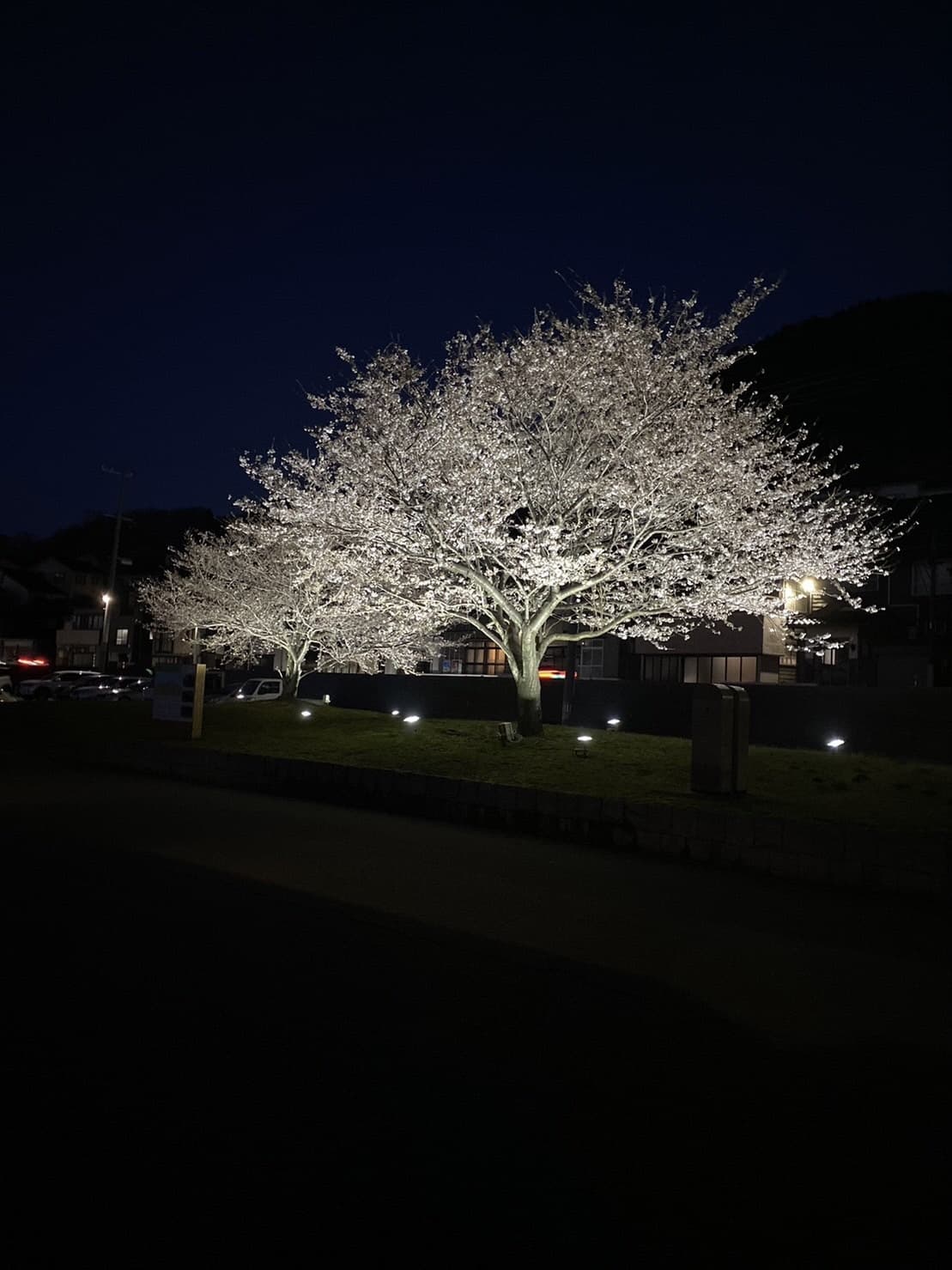 桜のライトアップ